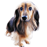 ダックス犬の日常スタンプ その２