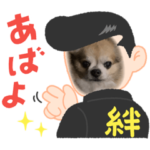 チワワのポッキーくん