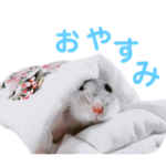 ハムスターのもちまる