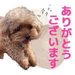 トイプードルのロハちゃん