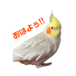 オカメインコのおかきだよ！