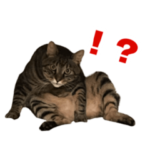 のD家のもちまるくん