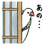 ふろしき文鳥　その一