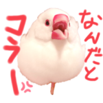 エブリデイ文鳥
