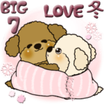 プードル 7『恋人に』