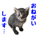 猫ちゃんネコチャンネチコヤン？