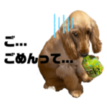 イングリッシュコッカーのミッキーくん