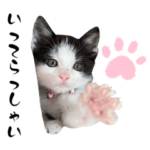 女王様ラムちゃん