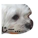 マルチーズのこじろーさん