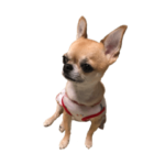 ちわわのちょび