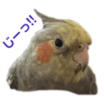 オカメインコのおもちだよっ！！！