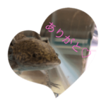 ウーパールーパーマーブルかわちいスタンプ