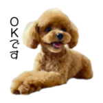 モカ☆トイプードル