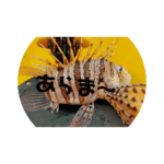 魚コレクション2