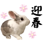 2023 卯年 うさぎ実写スタンプ