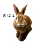 うさぎのヌーン