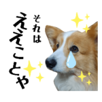 もふもふコーギーのゴン太くん