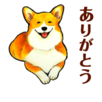 まじめなコーギー