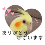 チノカフェさんちの♪丁寧な言葉いんこ