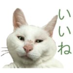 ぶさかわいい猫