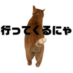 宇都宮動物園ねこ園長 サンタ2