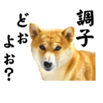 柴犬こむぎとあるじのステップ③