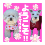 犬！シュナウザー&ビションプーの日常会話