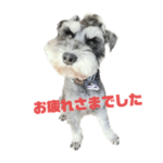 Mシュナウザー  マリンくん③