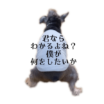 シュナウザー竹千代の心のスタンプ