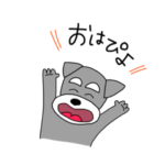 シュナウザー君