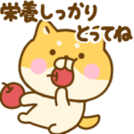 優しいゆる柴犬