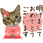 にゃんこの年末年始やお誕生日イベント