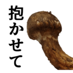 やる気満々な松茸
