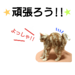 猫のあんずです