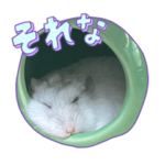 もち、まる、ましゅ♡