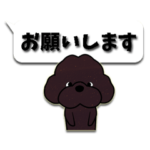 トイプードル もこもこのもこ8