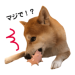 柴犬サーくん賀正あり