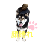 黒柴ようたのお試しスタンプ