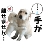 レトリーバーのお友達6ティンカー&ムーミン