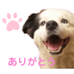 玄米菜食犬ディオくん 日常用