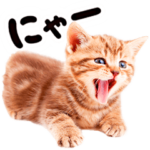猫写真スタンプ7 ★反応
