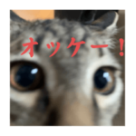 ツナマヨ&ナポリ　了解ニャ編