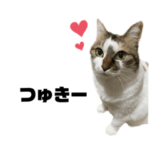 おばあちゃん猫の小梅ちゃん2