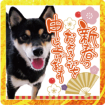 柴犬 黒柴きのこの日常11 お正月編