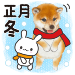 かわいい犬たち冬♡冬＆正月 柴犬