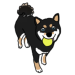 黒豆柴の姫ちゃん