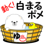 動く！白まるポメ