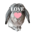 伊藤家のトトロ2