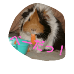 モルモットGO！GO!