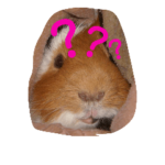 guinea pig a go! go! + rabbit 4